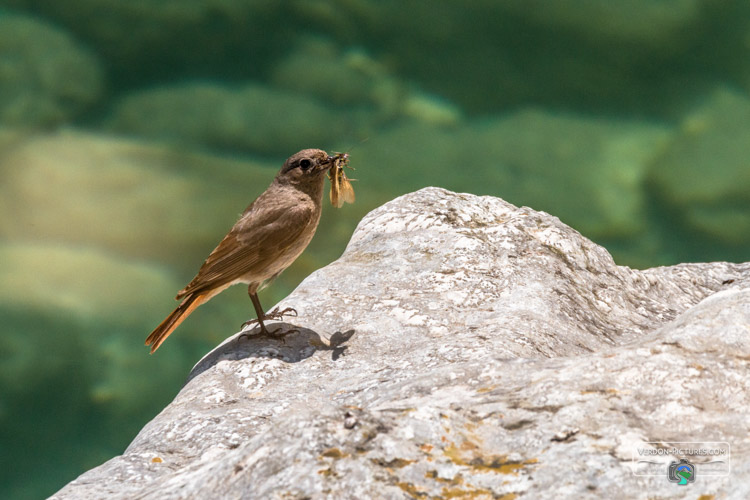 photo oiseau verdon